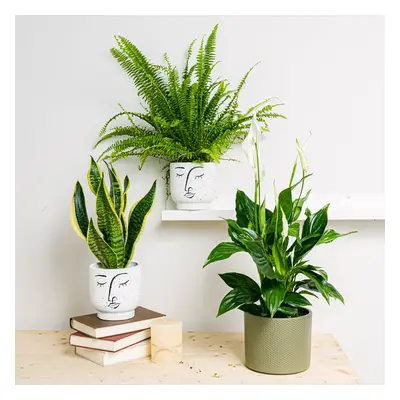 Trio de plantas: Sweet Dreams