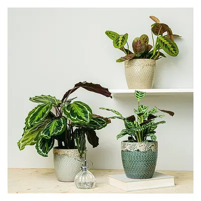 Trio de Plantas Amigas dos Animais de Estimação