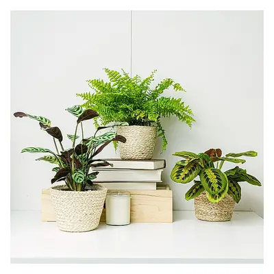 Trio de plantas: casas com animais de estimação